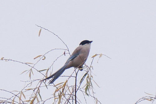Cyanopica cyanus