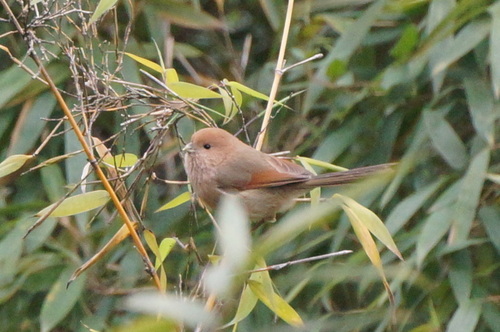 Suthora webbiana