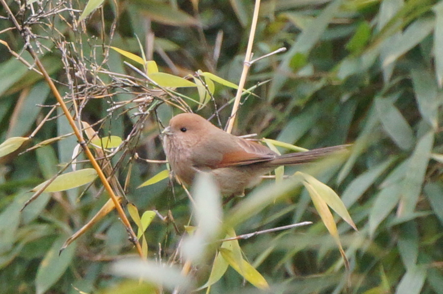 Vinous-throated Parrotbill