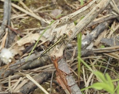 Arigomphus cornutus