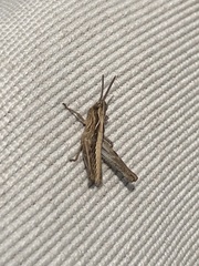 Chorthippus brunneus