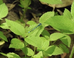 Coenagrion resolutum