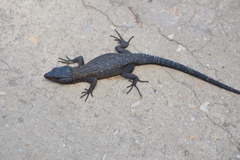 Ninurta coeruleopunctatus
