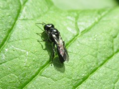 Pemphredonina