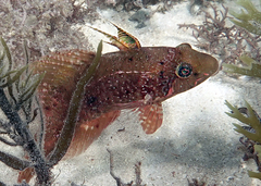 Pteragogus flagellifer