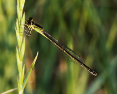 Ischnura denticollis