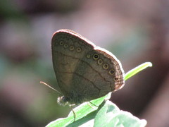 Hermeuptychia hermes