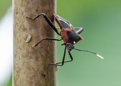 Leptoscelis tricolor