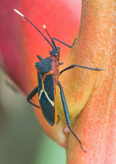 Leptoscelis tricolor