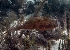 Pteragogus flagellifer