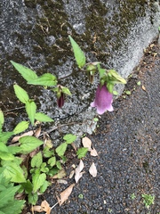Campanula punctata hondoensis