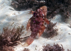 Pteragogus flagellifer