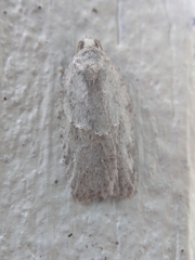 Acleris placidana