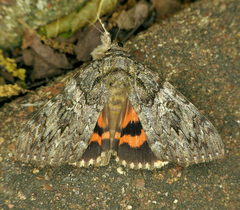 Catocala umbrosa