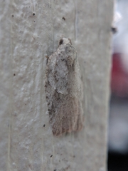 Acleris placidana