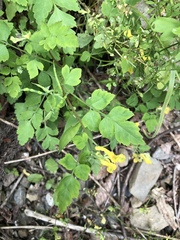 Corydalis pallida tenuis