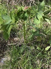 Angiospermae