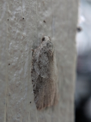 Acleris placidana