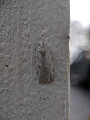 Acleris placidana