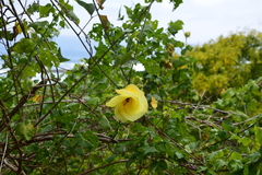 Hibiscus ludwigii