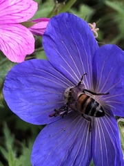 Apis mellifera