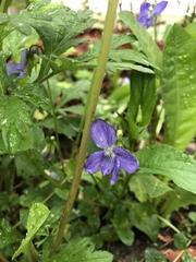 Viola canina