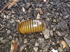 Arthrosphaera