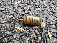 Arthrosphaera
