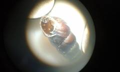 Chondrina avenacea