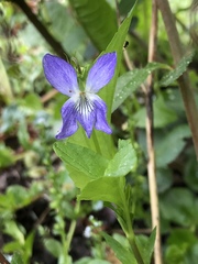 Viola canina