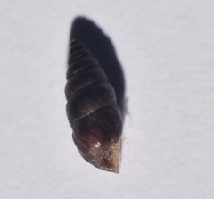 Chondrina avenacea