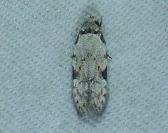 Taygete attributella