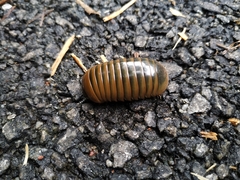 Arthrosphaera