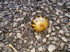 Arthrosphaera