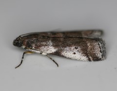 Acrobasis vaccinii