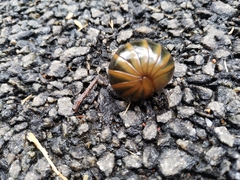 Arthrosphaera