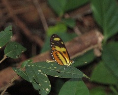 Mechanitis lysimnia