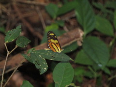 Mechanitis lysimnia