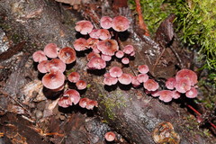 Mycena kurramulla