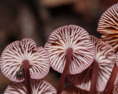 Mycena kurramulla