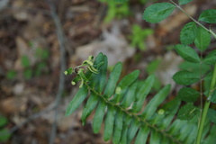 Taphrina polystichi