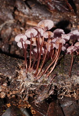 Mycena kurramulla