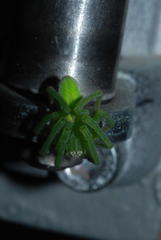 Micrommata