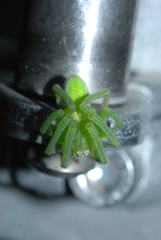 Micrommata