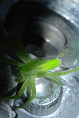 Micrommata