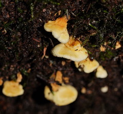 Pseudomerulius