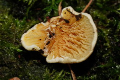 Pseudomerulius