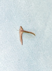 Callibaetis montanus