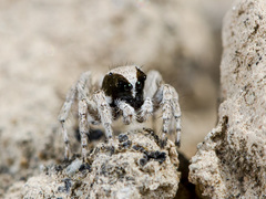 Aelurillus andreevae