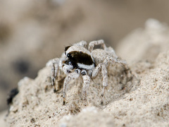 Aelurillus andreevae